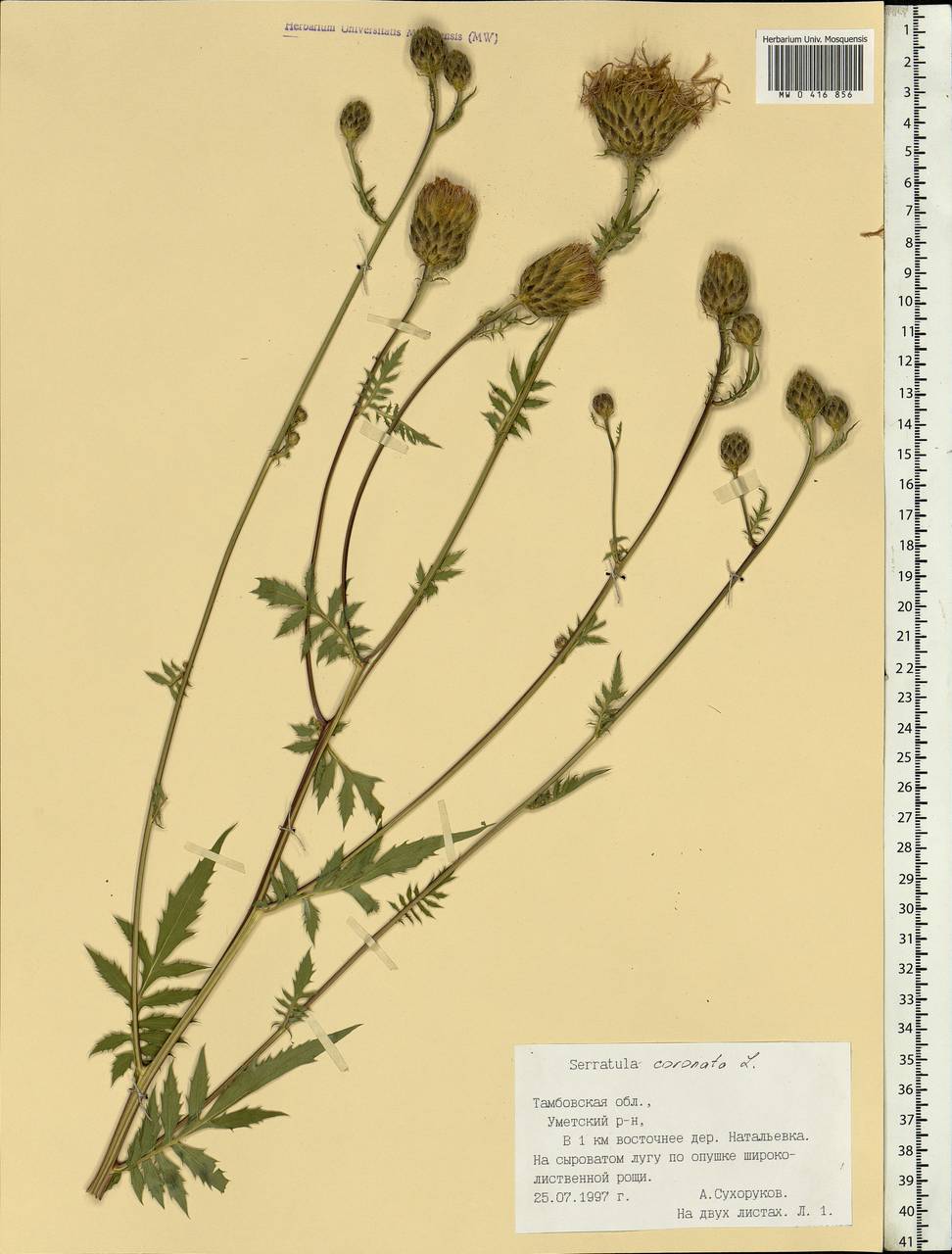 Serratula coronata L., Eastern Europe, Central forest-and-steppe region (E6) (Russia)