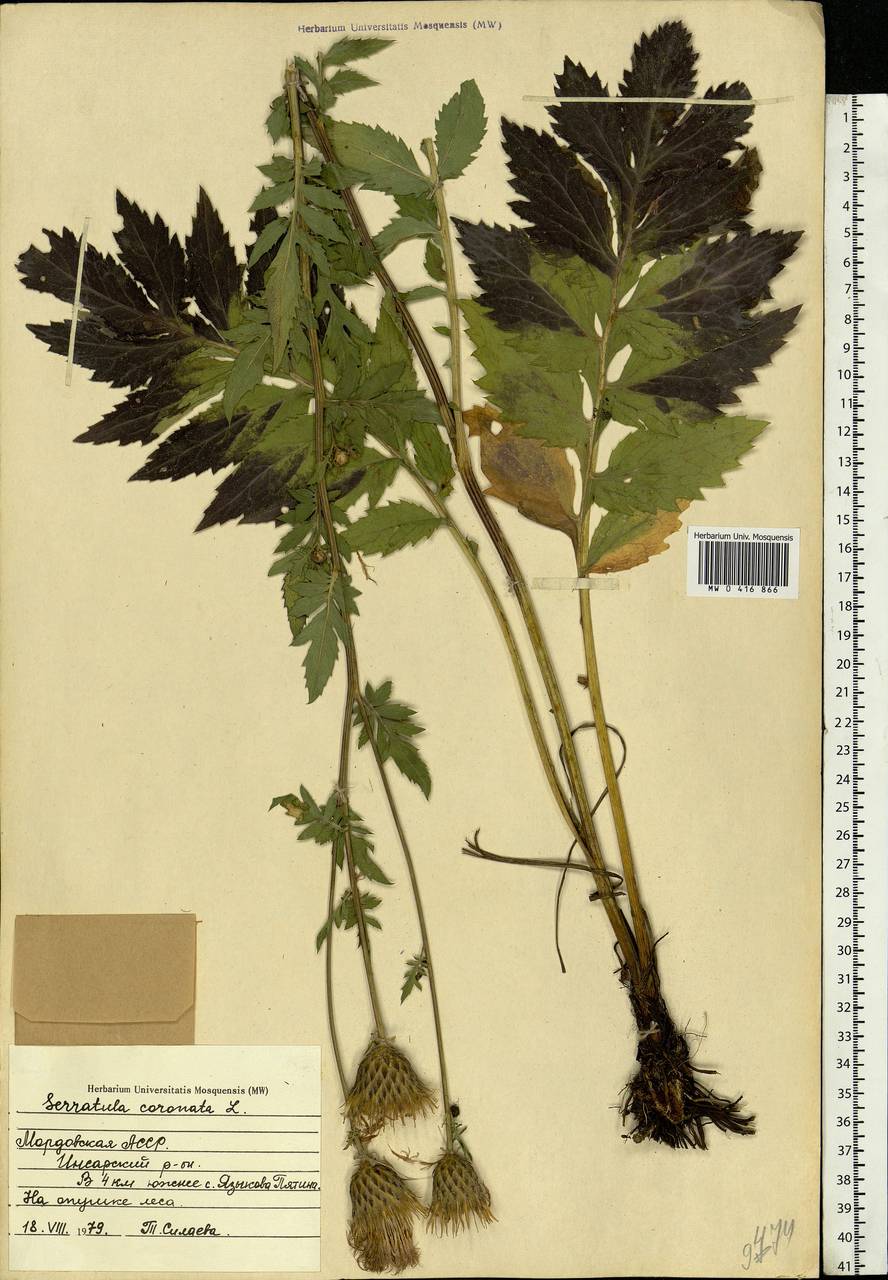 Serratula coronata L., Eastern Europe, Middle Volga region (E8) (Russia)