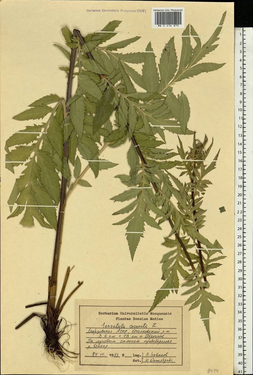 Serratula coronata L., Eastern Europe, Middle Volga region (E8) (Russia)