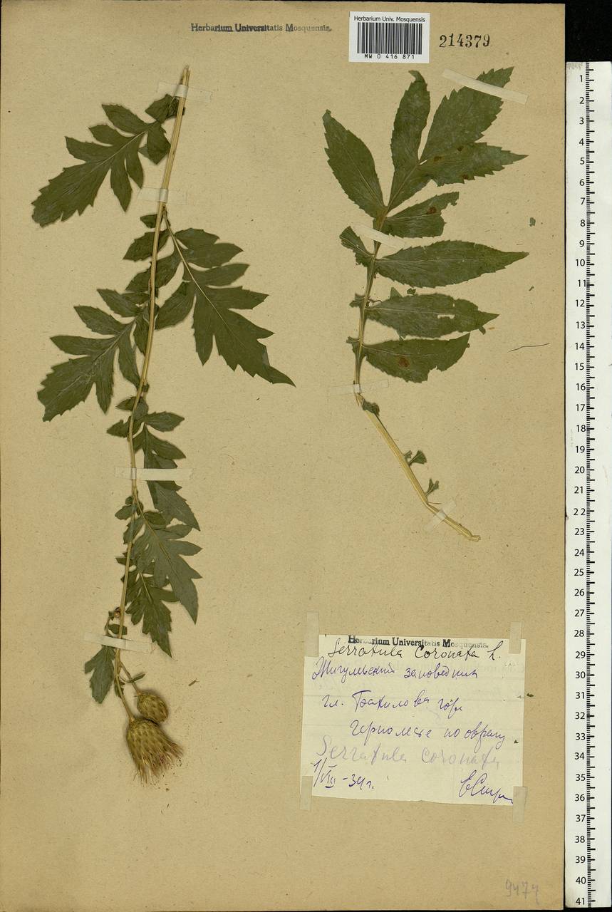 Serratula coronata L., Eastern Europe, Middle Volga region (E8) (Russia)