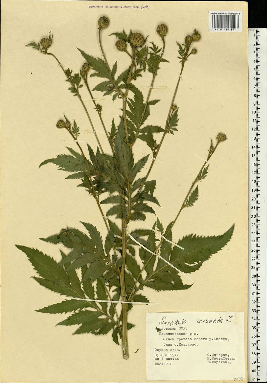 Serratula coronata L., Eastern Europe, Middle Volga region (E8) (Russia)