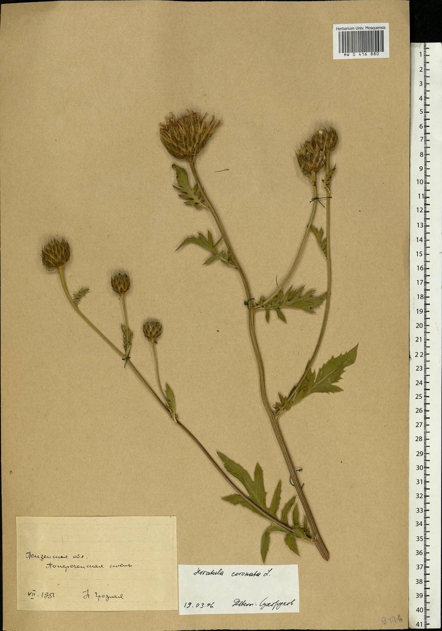 Serratula coronata L., Eastern Europe, Middle Volga region (E8) (Russia)