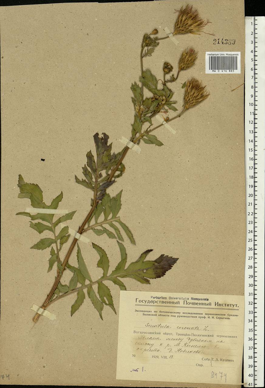 Serratula coronata L., Eastern Europe, Eastern region (E10) (Russia)