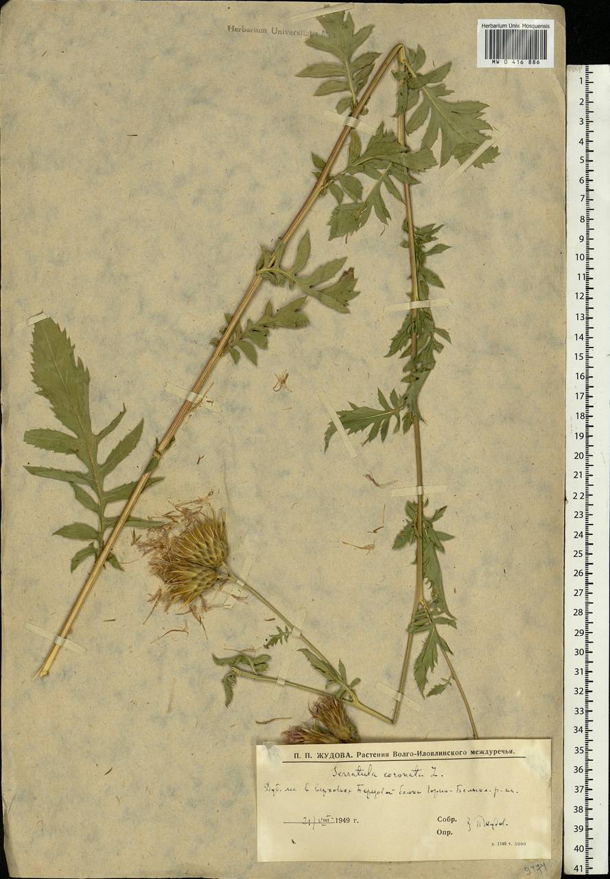 Serratula coronata L., Eastern Europe, Lower Volga region (E9) (Russia)