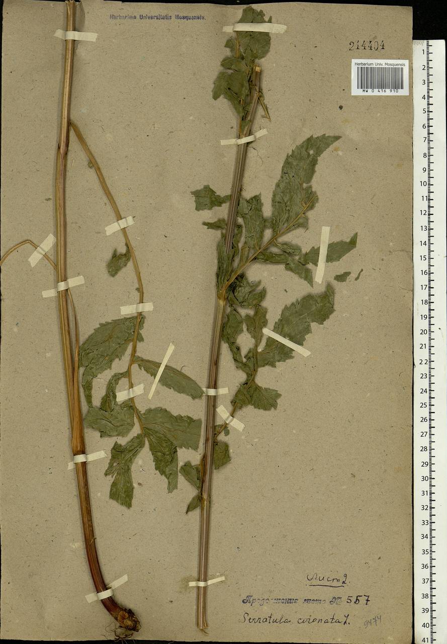 Serratula coronata L., Eastern Europe, North Ukrainian region (E11) (Ukraine)