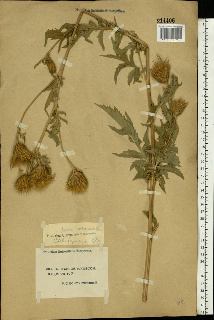 Serratula coronata L., Eastern Europe, South Ukrainian region (E12) (Ukraine)