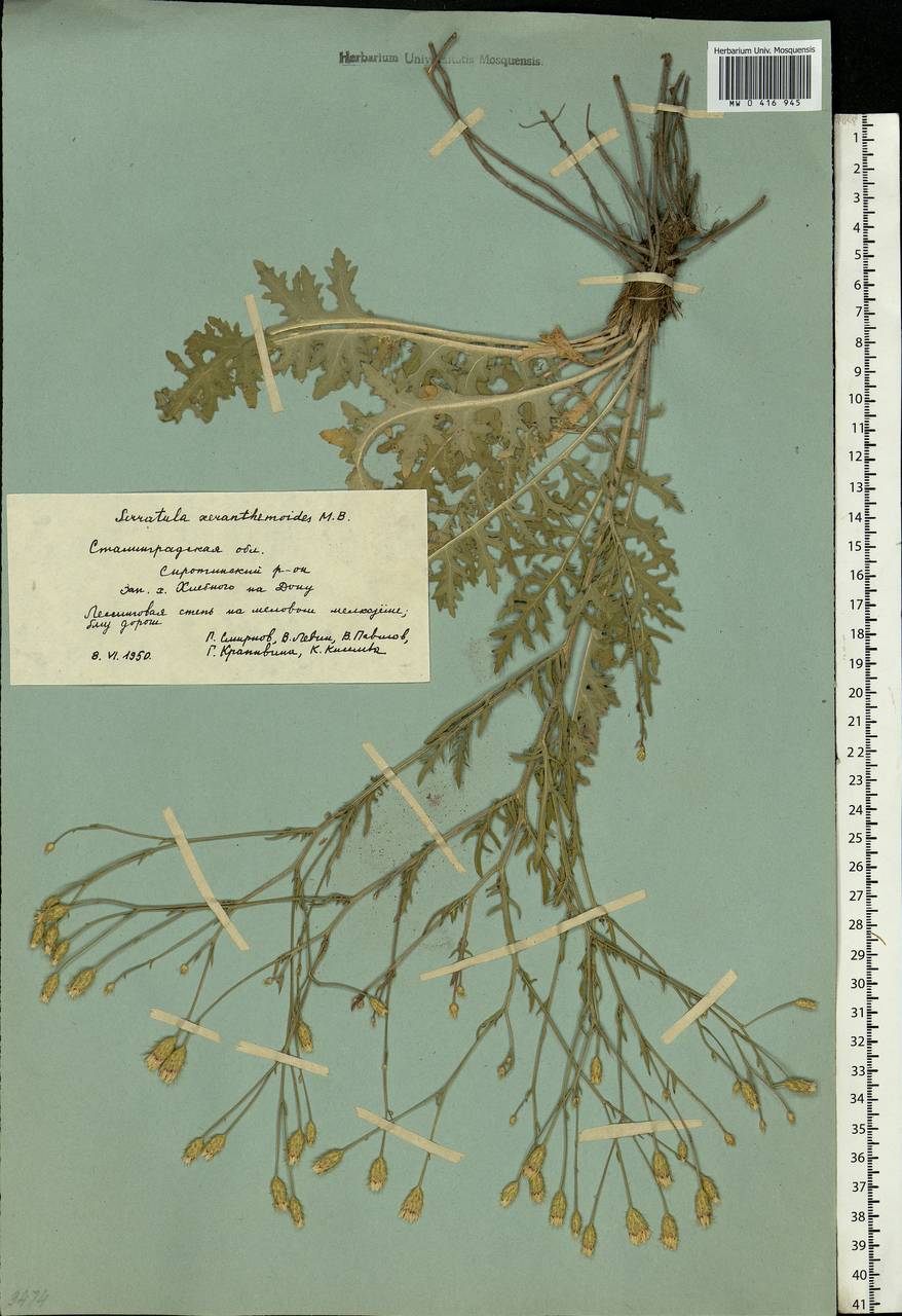 Klasea erucifolia (L.) Greuter & Wagenitz, Eastern Europe, Lower Volga region (E9) (Russia)