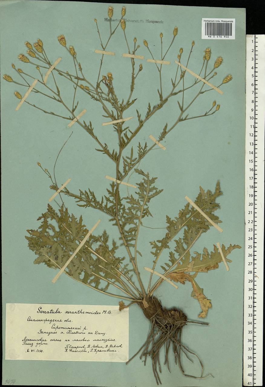 Klasea erucifolia (L.) Greuter & Wagenitz, Eastern Europe, Lower Volga region (E9) (Russia)