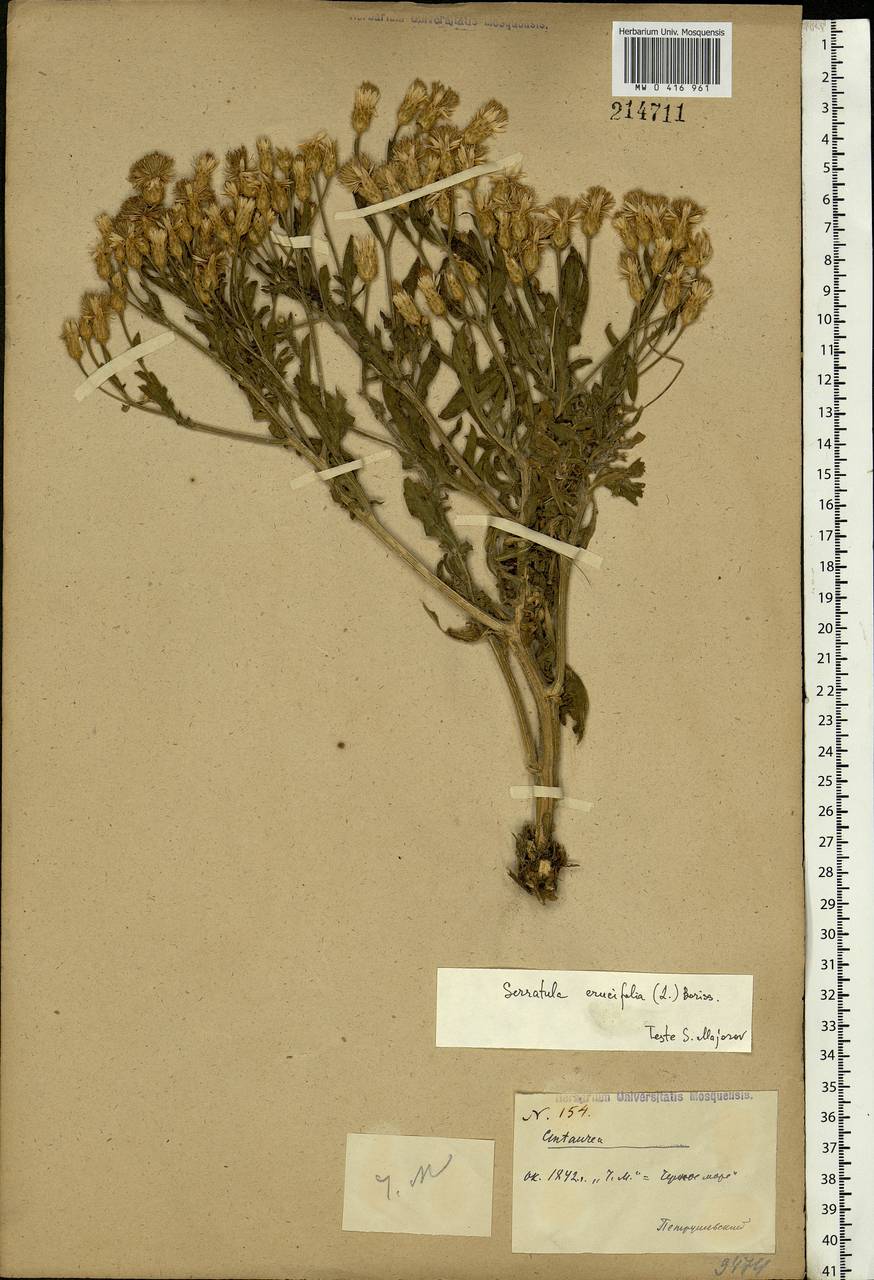 Klasea erucifolia (L.) Greuter & Wagenitz, Eastern Europe, South Ukrainian region (E12) (Ukraine)