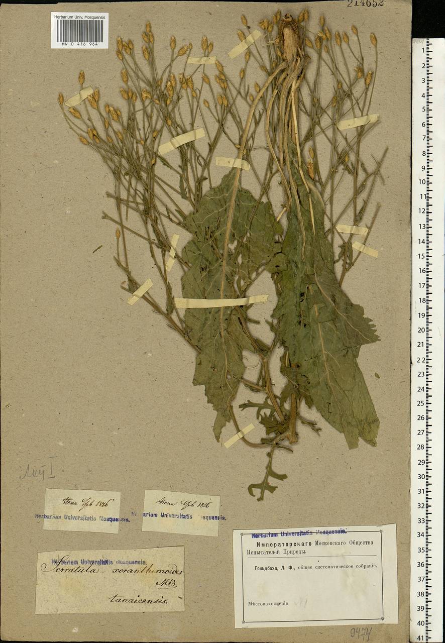 Klasea erucifolia (L.) Greuter & Wagenitz, Eastern Europe, Rostov Oblast (E12a) (Russia)