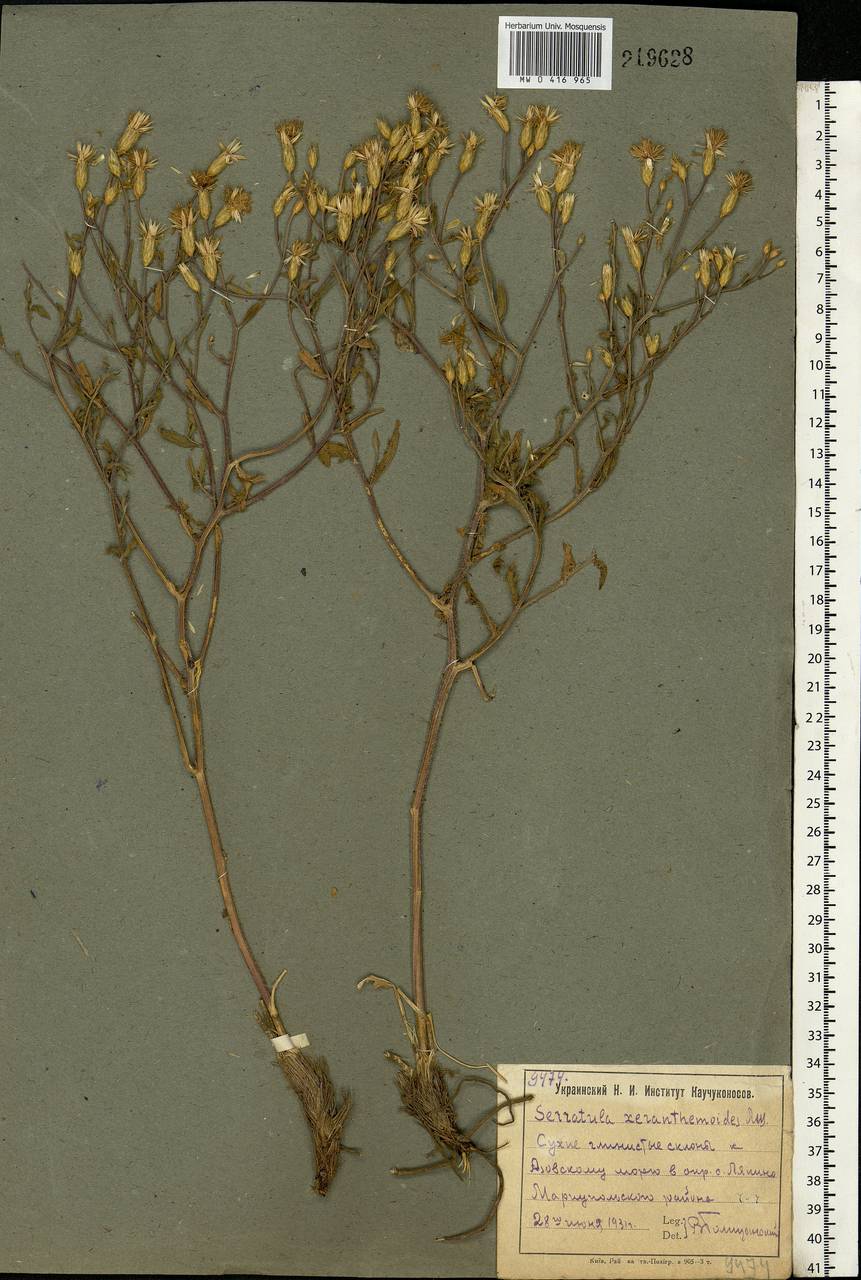 Klasea erucifolia (L.) Greuter & Wagenitz, Eastern Europe, South Ukrainian region (E12) (Ukraine)