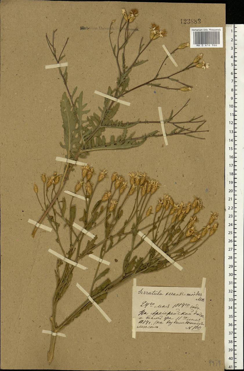 Klasea erucifolia (L.) Greuter & Wagenitz, Eastern Europe, Rostov Oblast (E12a) (Russia)