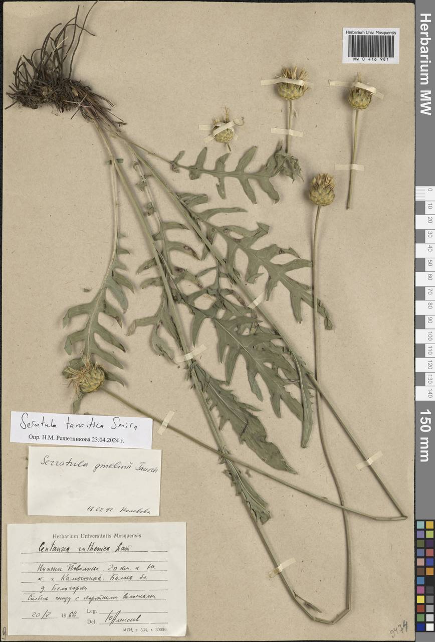 Klasea radiata subsp. tanaitica (P. A. Smirn.) L. Martins, Eastern Europe, Lower Volga region (E9) (Russia)