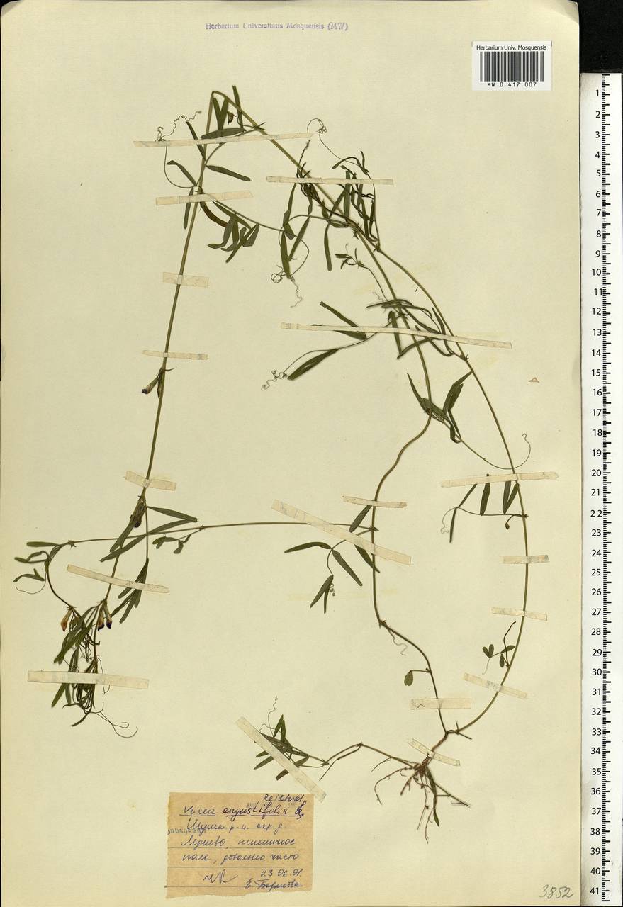 Vicia sativa subsp. nigra (L.)Ehrh., Eastern Europe, Central forest region (E5) (Russia)