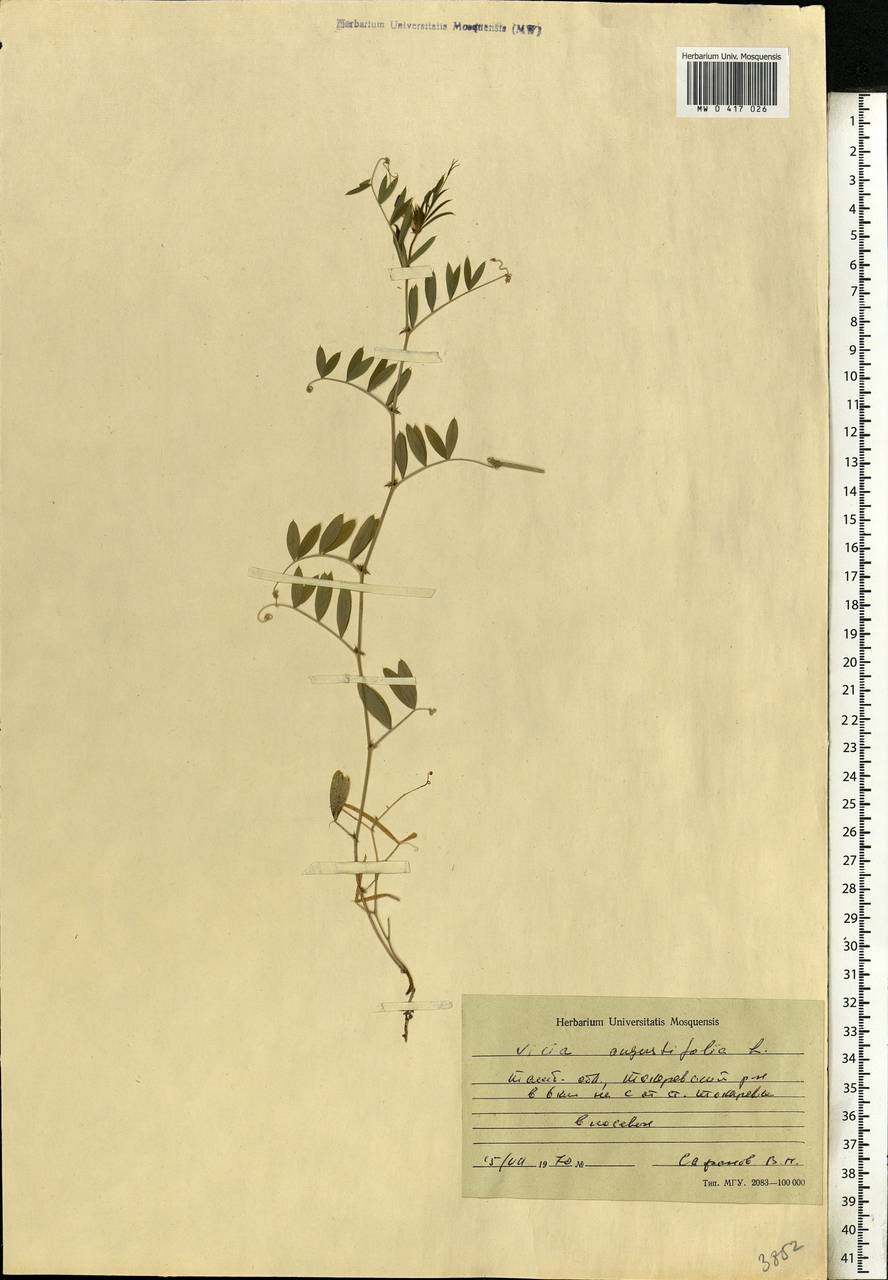 Vicia sativa subsp. nigra (L.)Ehrh., Eastern Europe, Central forest-and-steppe region (E6) (Russia)