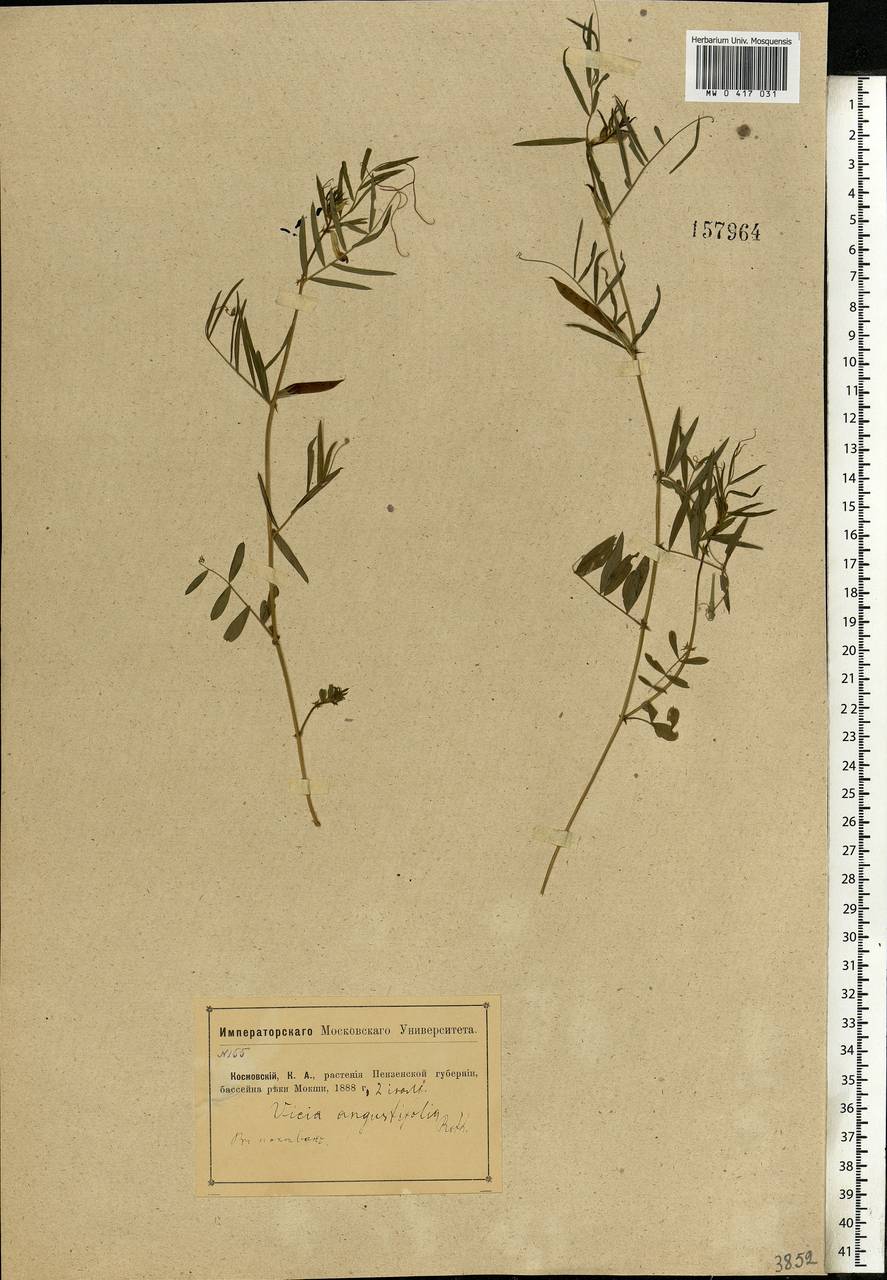 Vicia sativa subsp. nigra (L.)Ehrh., Eastern Europe, Middle Volga region (E8) (Russia)