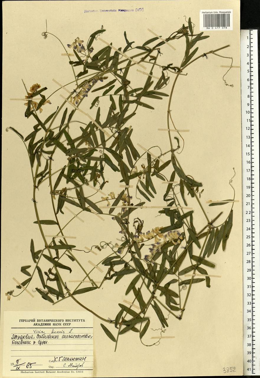 Vicia biennis L., Eastern Europe, Middle Volga region (E8) (Russia)