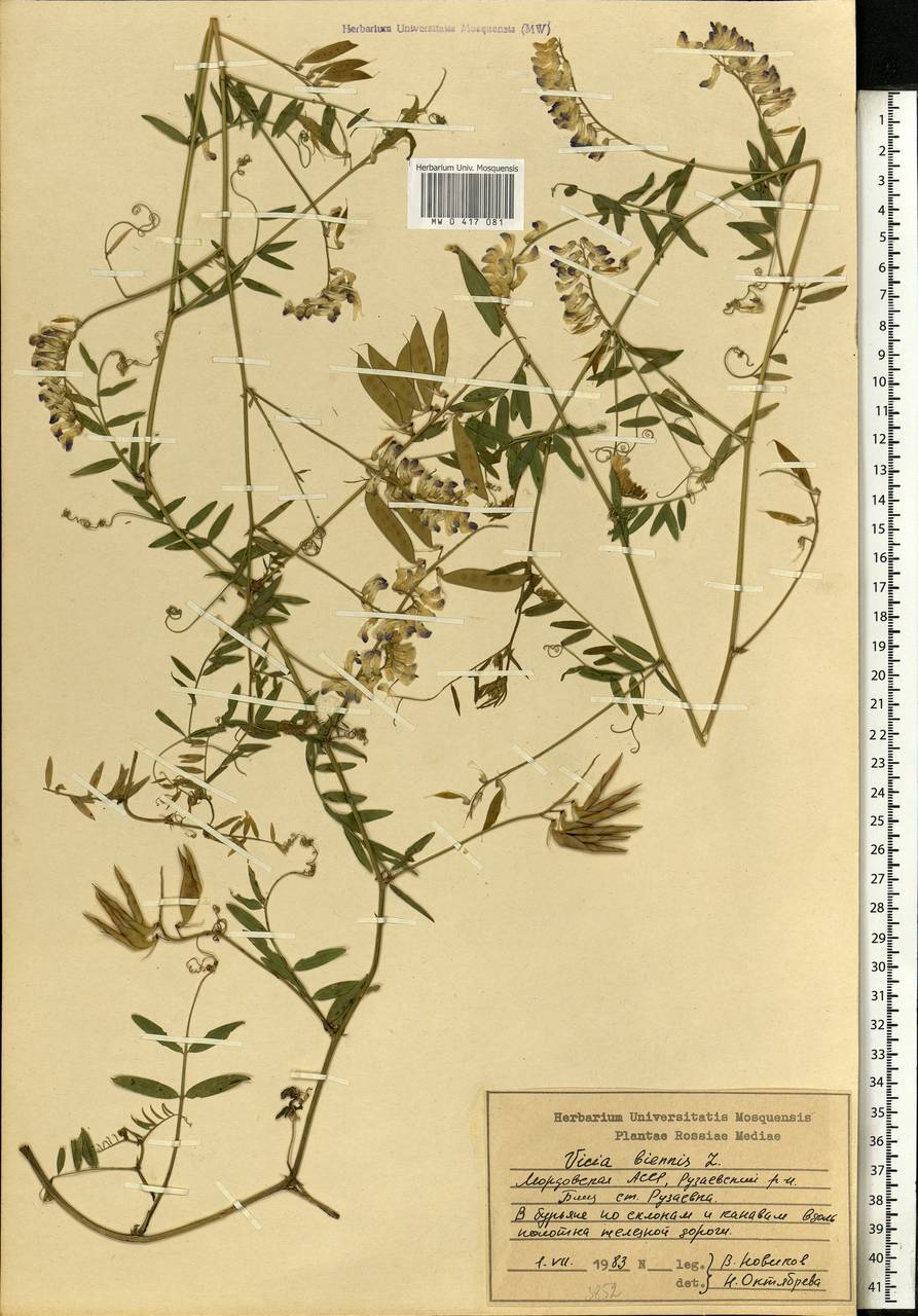 Vicia biennis L., Eastern Europe, Middle Volga region (E8) (Russia)