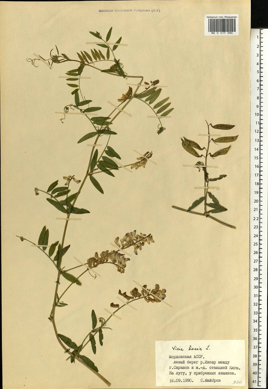 Vicia biennis L., Eastern Europe, Middle Volga region (E8) (Russia)