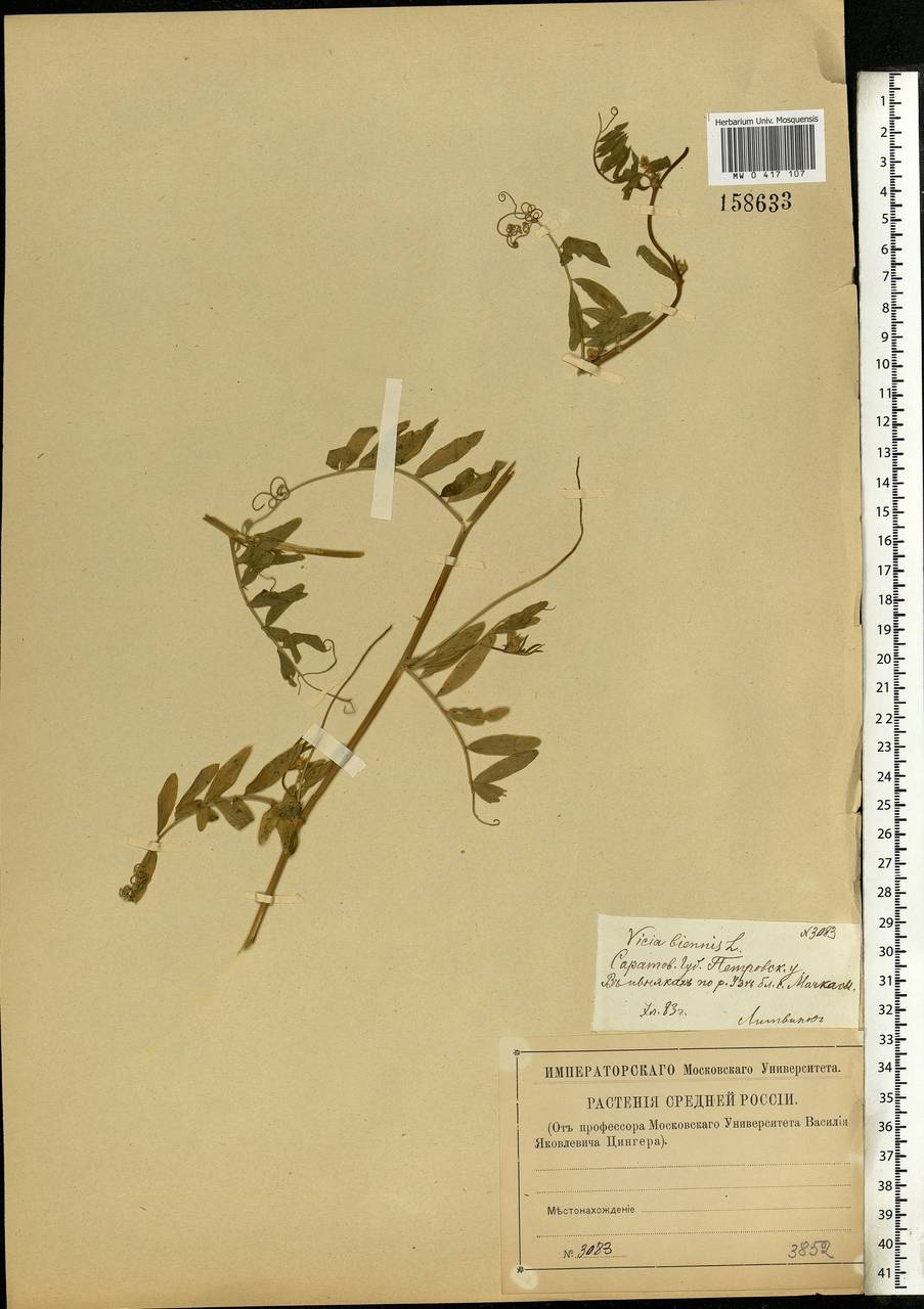 Vicia biennis L., Eastern Europe, Middle Volga region (E8) (Russia)