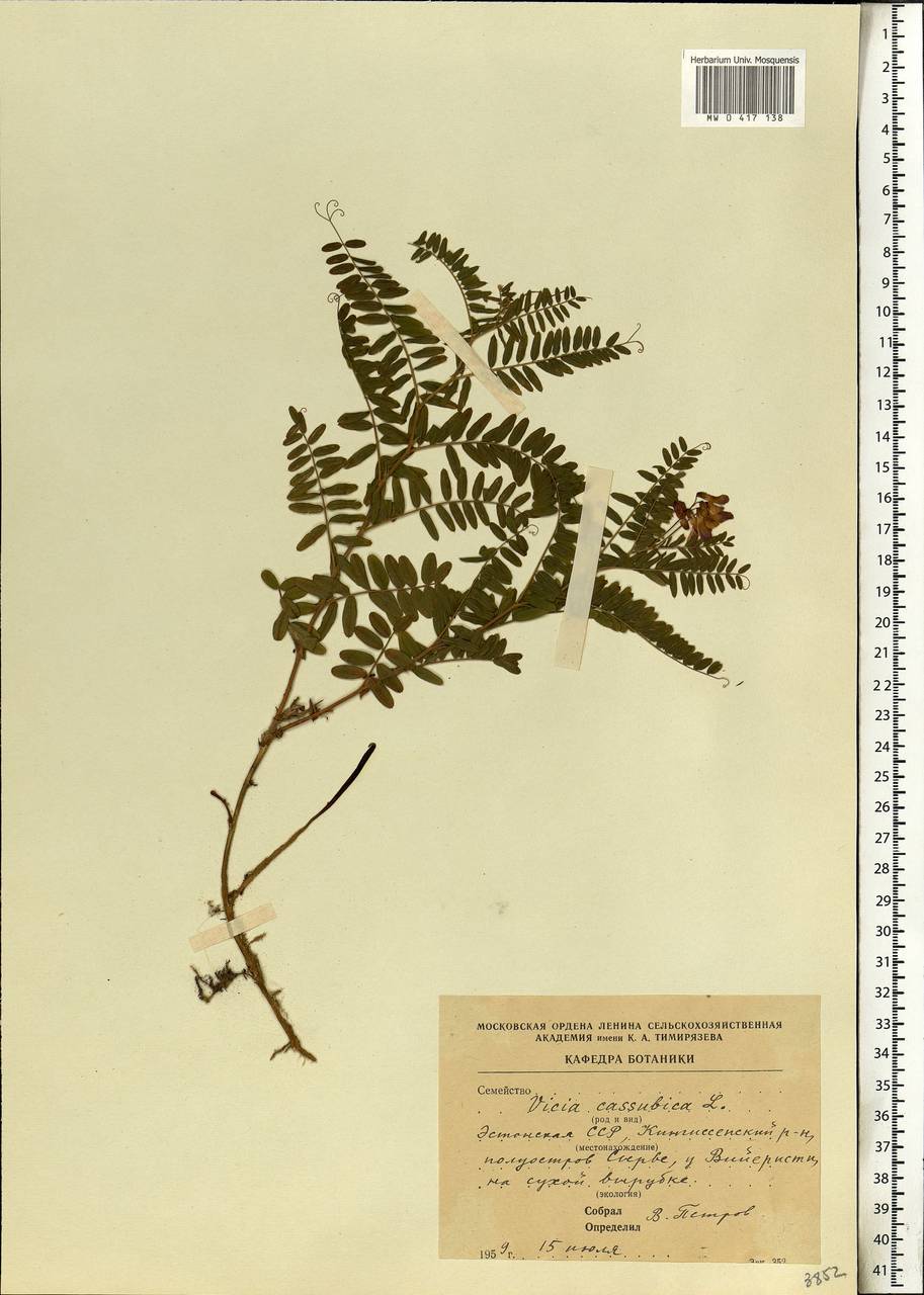 Vicia cassubica L., Eastern Europe, Estonia (E2c) (Estonia)