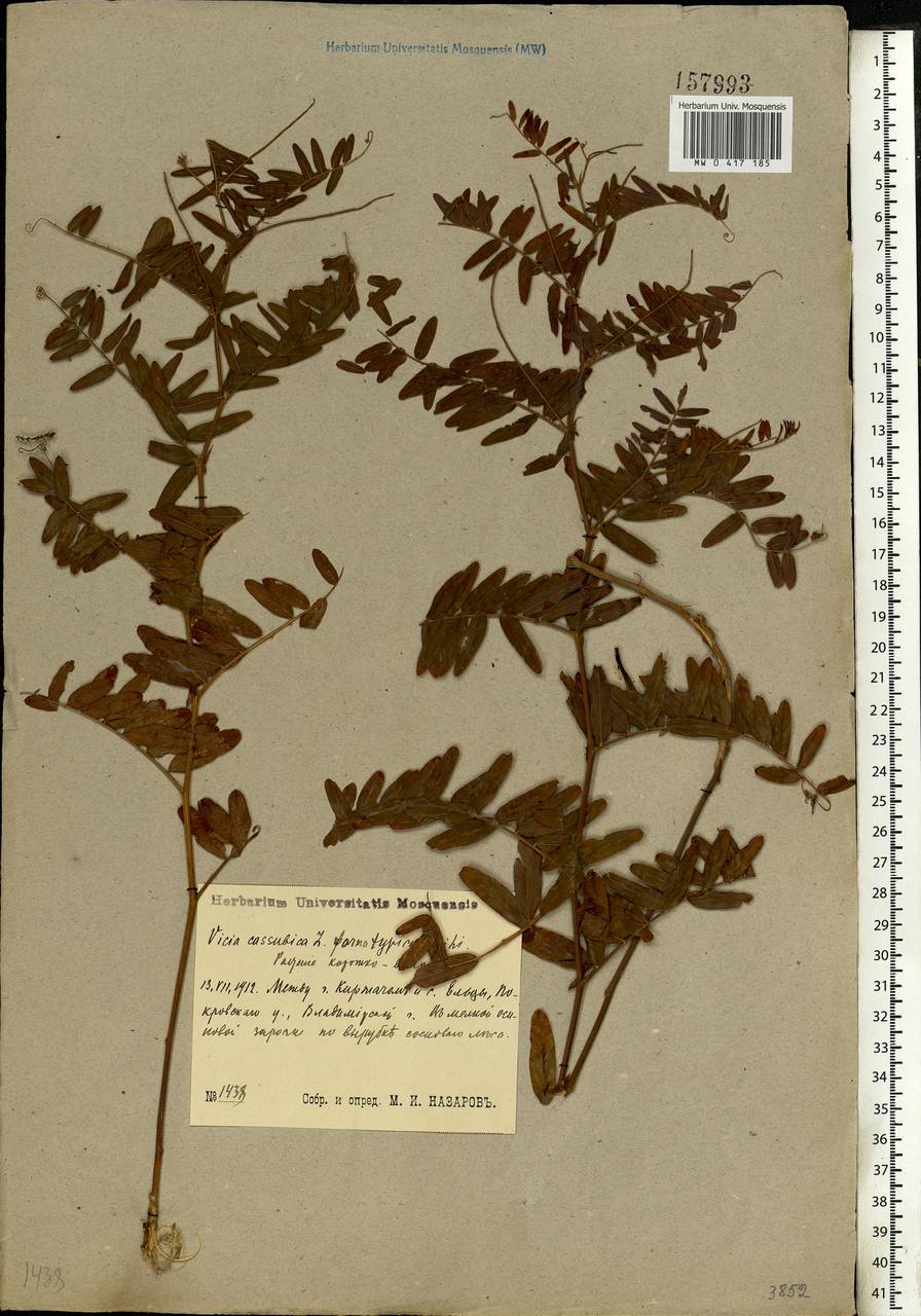 Vicia cassubica L., Eastern Europe, Central region (E4) (Russia)