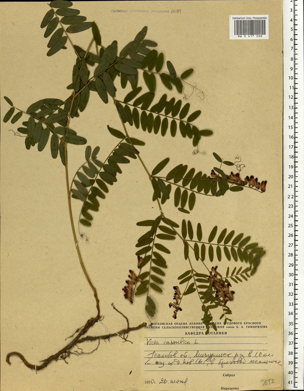 Vicia cassubica L., Eastern Europe, Central forest-and-steppe region (E6) (Russia)