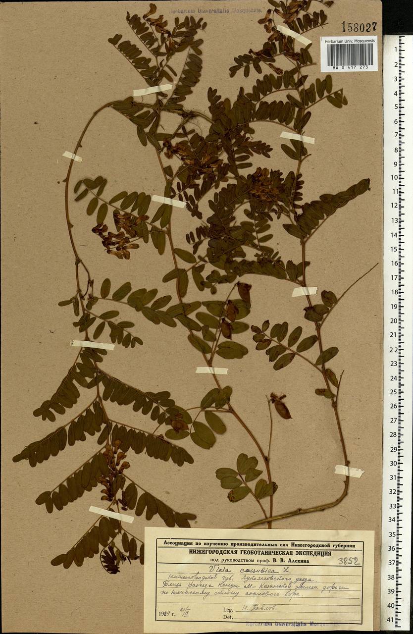 Vicia cassubica L., Eastern Europe, Middle Volga region (E8) (Russia)