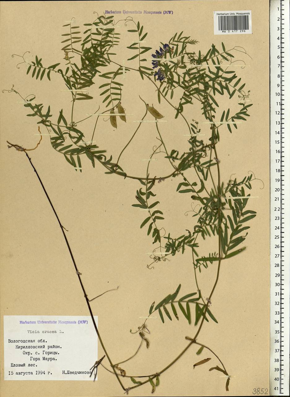 Vicia cracca L., Eastern Europe, Northern region (E1) (Russia)