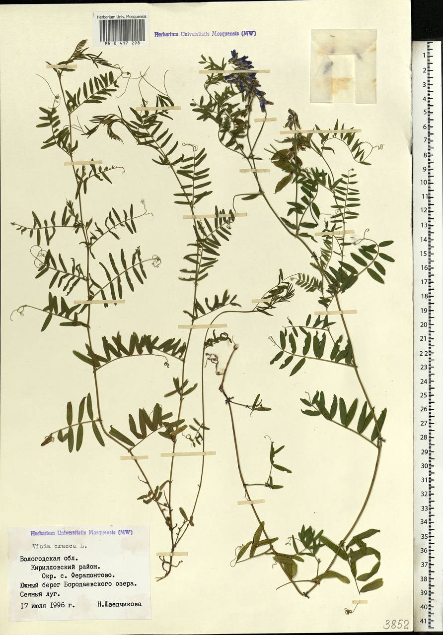 Vicia cracca L., Eastern Europe, Northern region (E1) (Russia)