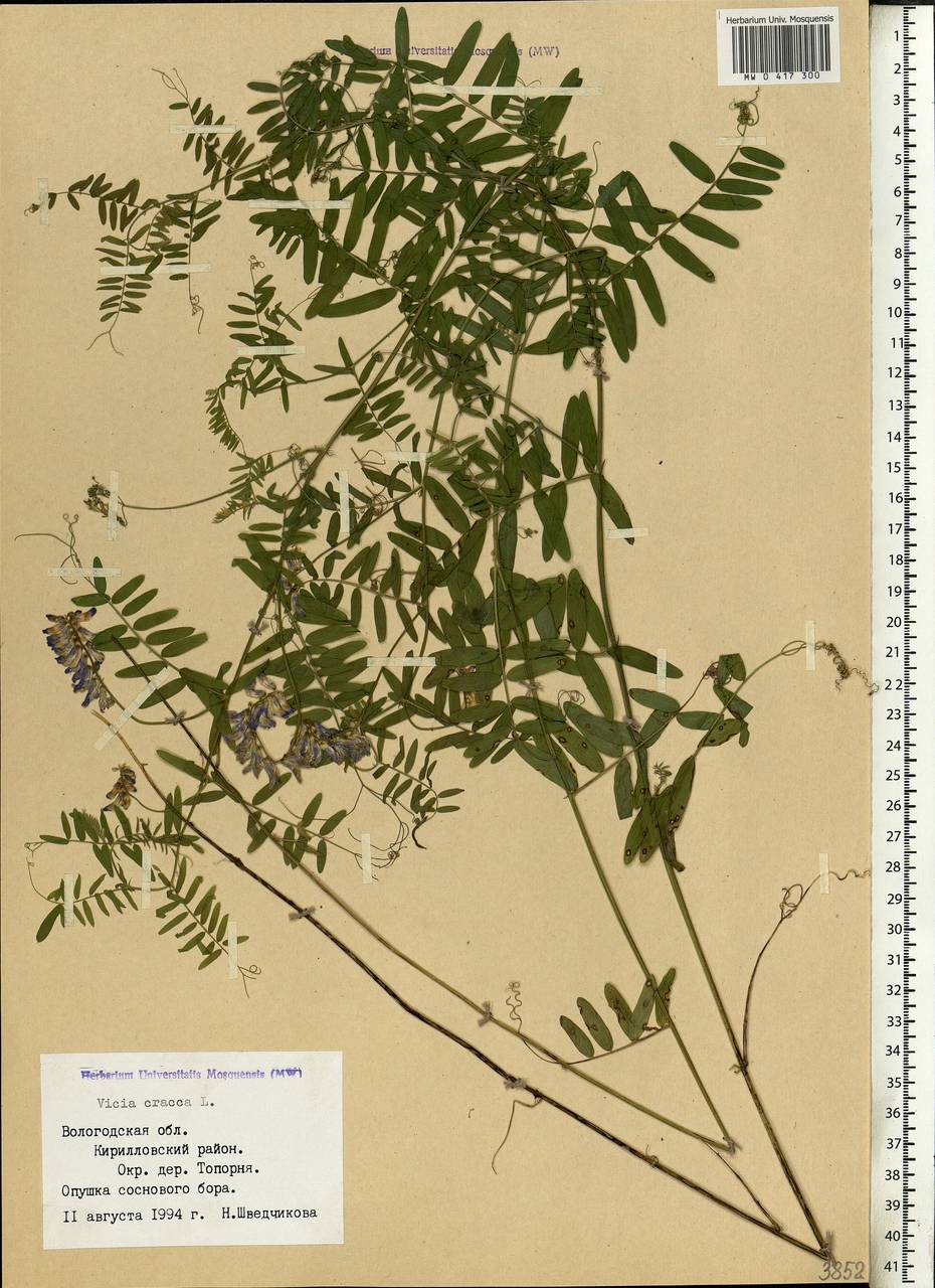 Vicia cracca L., Eastern Europe, Northern region (E1) (Russia)