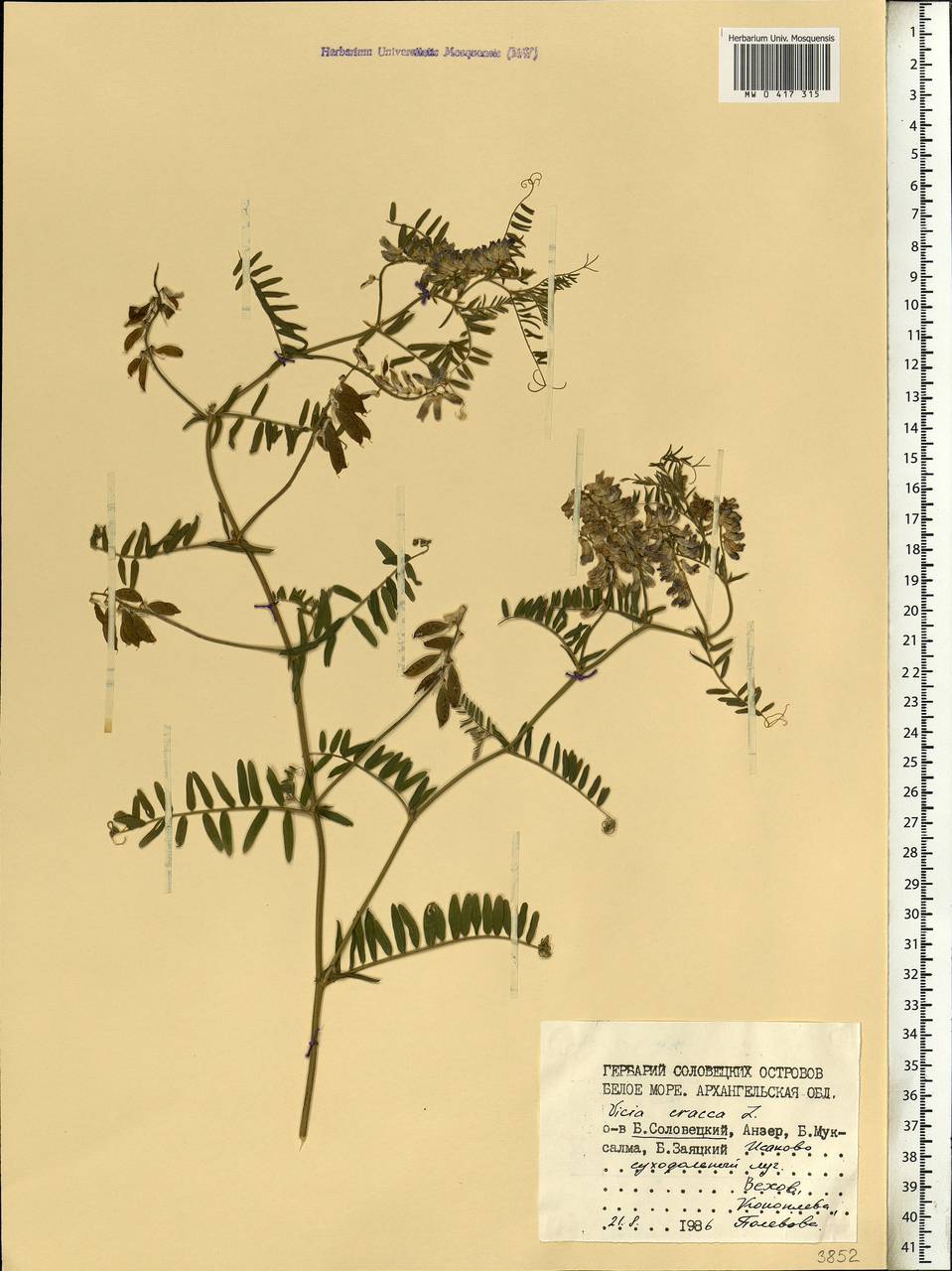 Vicia cracca L., Eastern Europe, Northern region (E1) (Russia)