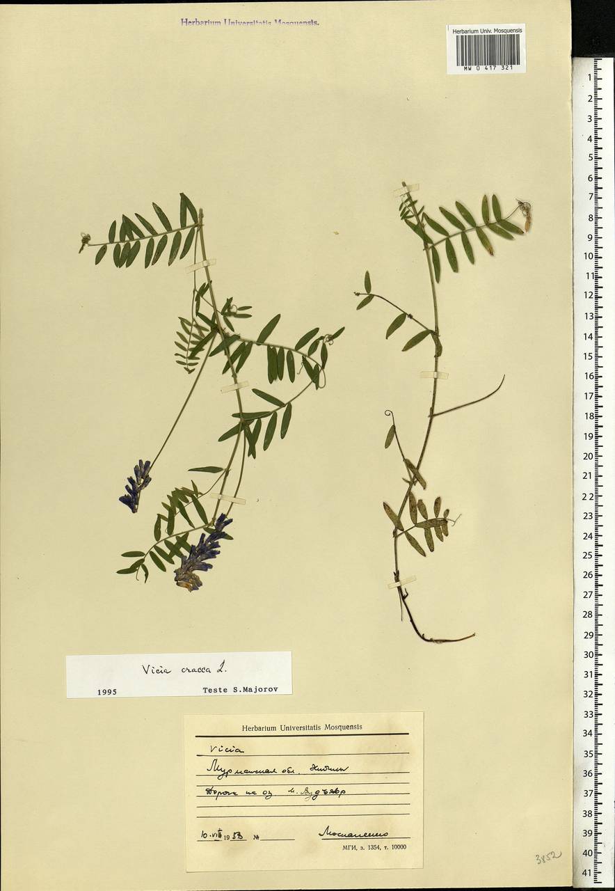 Vicia cracca L., Eastern Europe, Northern region (E1) (Russia)