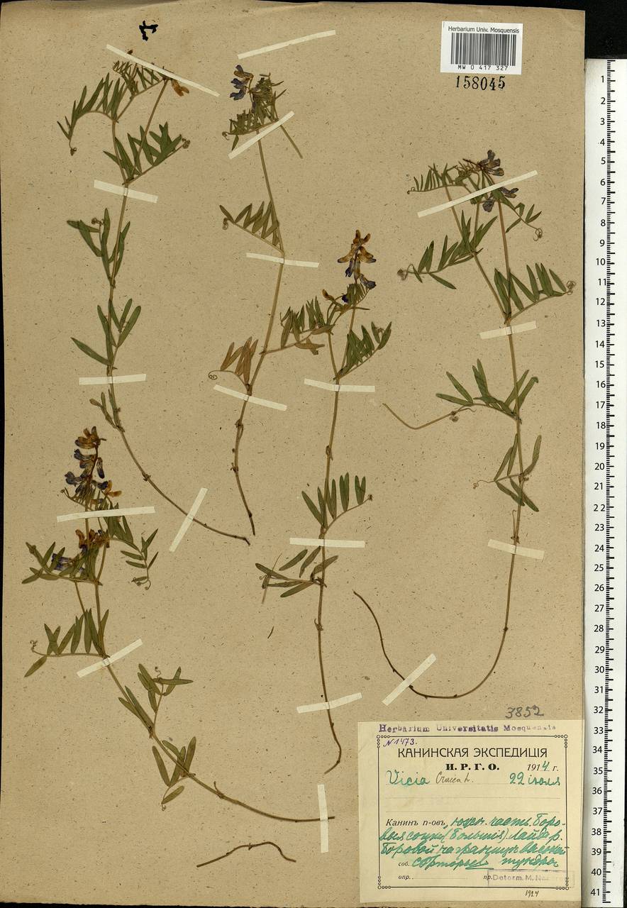 Vicia cracca L., Eastern Europe, Northern region (E1) (Russia)