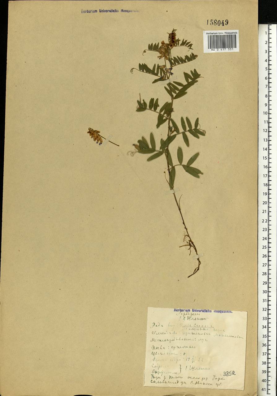 Vicia cracca L., Eastern Europe, Northern region (E1) (Russia)