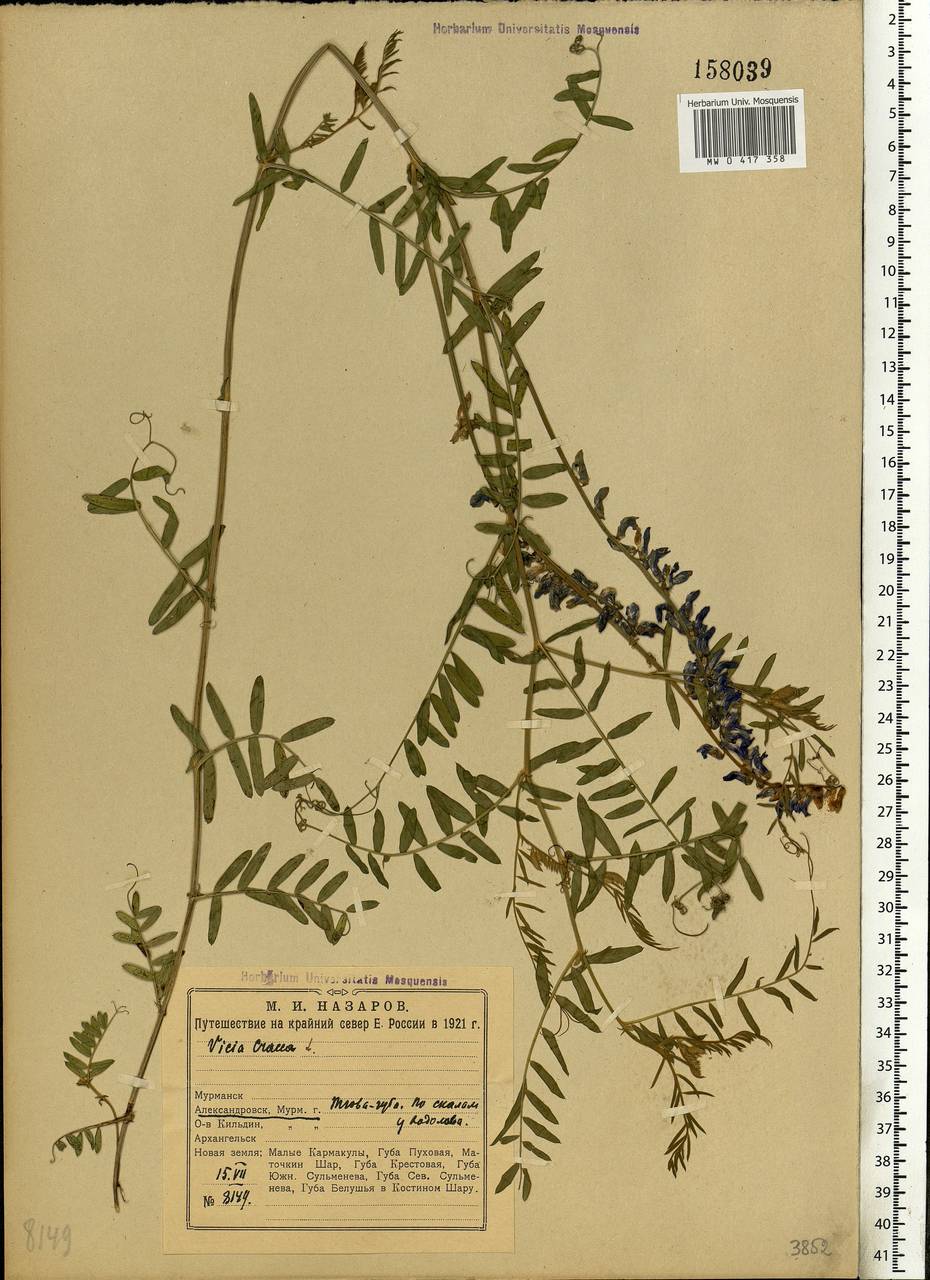 Vicia cracca L., Eastern Europe, Northern region (E1) (Russia)