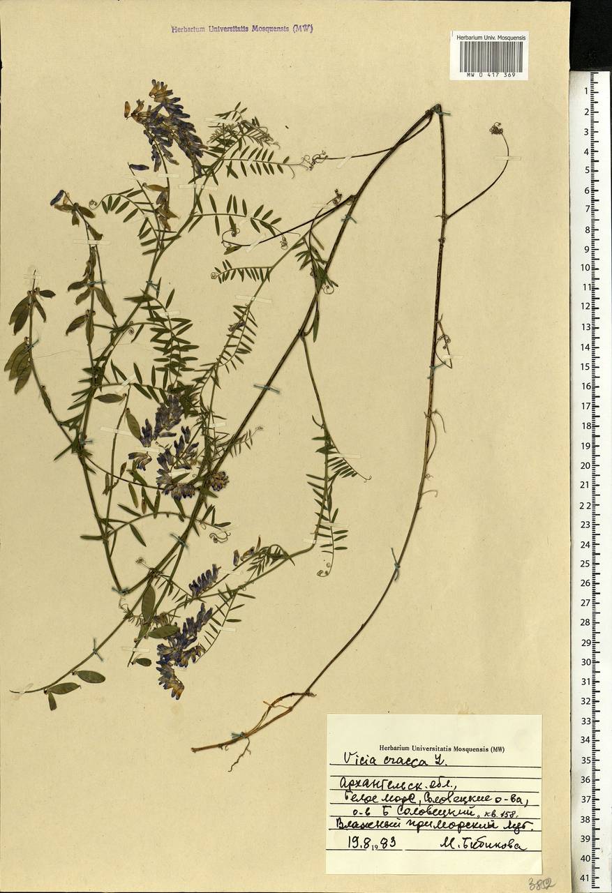 Vicia cracca L., Eastern Europe, Northern region (E1) (Russia)