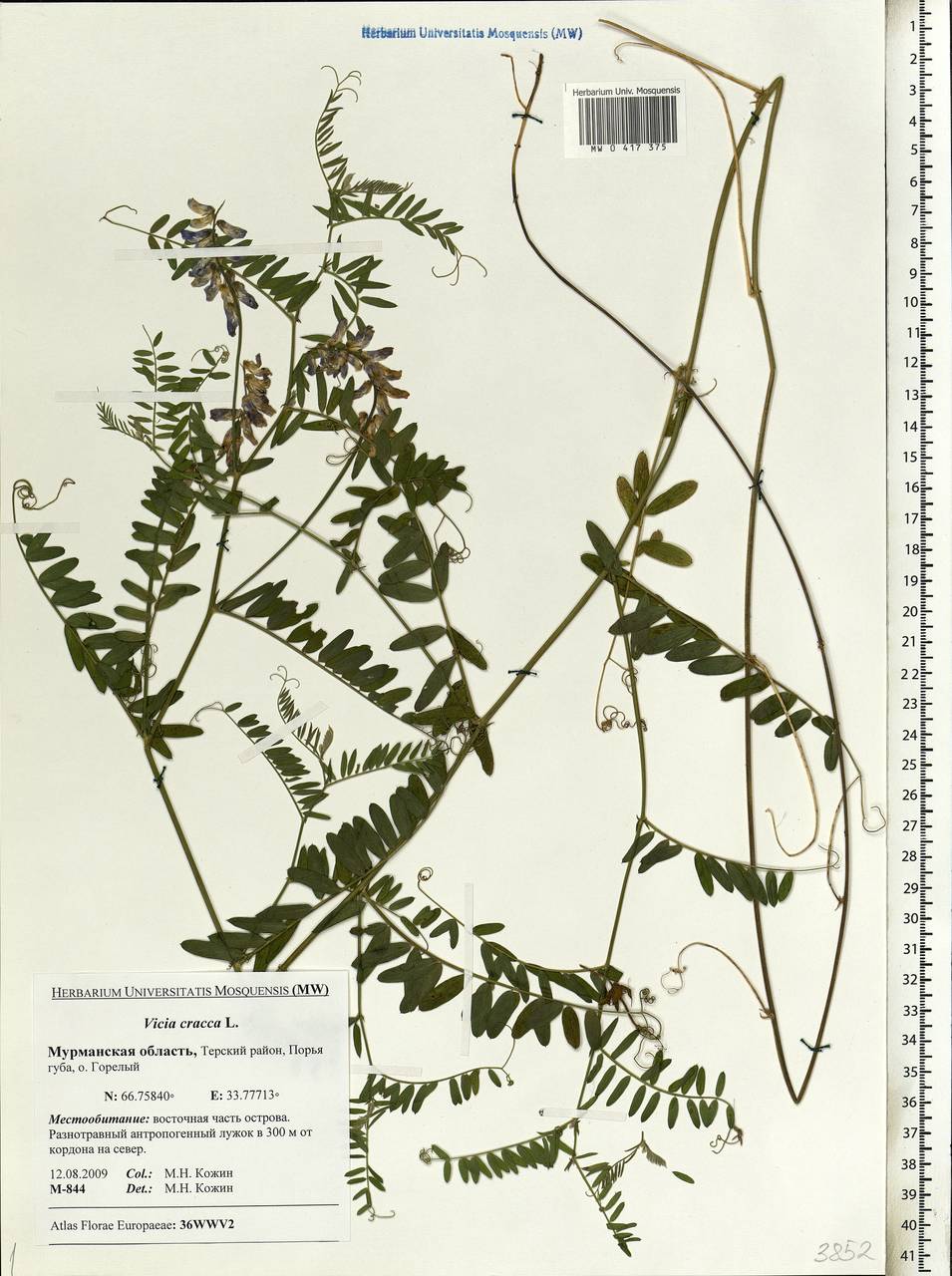 Vicia cracca L., Eastern Europe, Northern region (E1) (Russia)