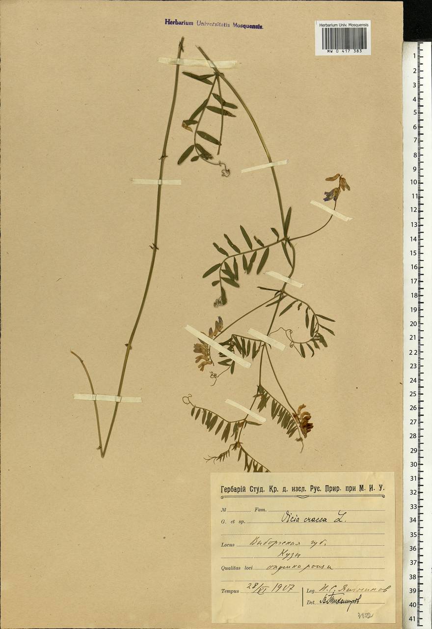 Vicia cracca L., Eastern Europe, North-Western region (E2) (Russia)