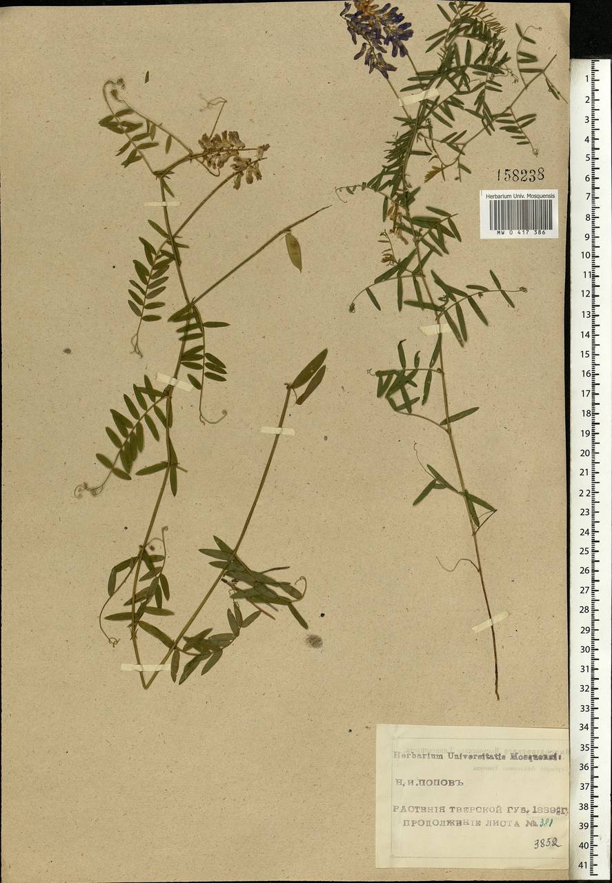 Vicia cracca L., Eastern Europe, North-Western region (E2) (Russia)