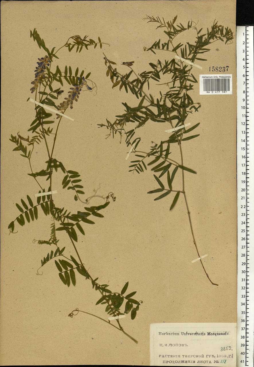 Vicia cracca L., Eastern Europe, North-Western region (E2) (Russia)