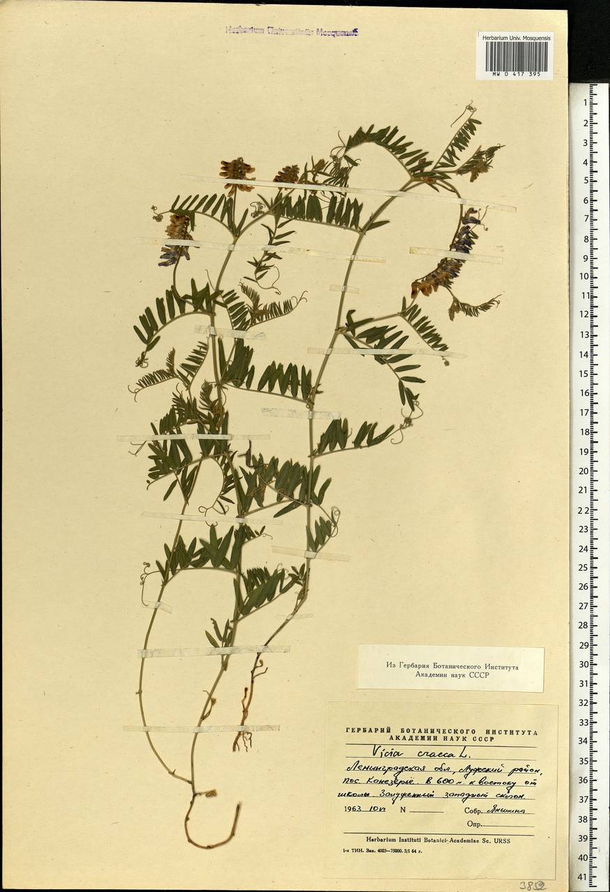 Vicia cracca L., Eastern Europe, North-Western region (E2) (Russia)