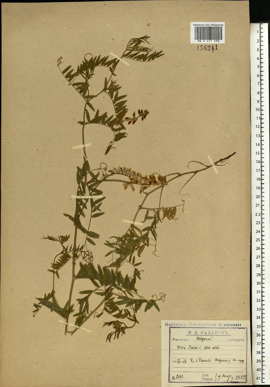 Vicia cracca L., Eastern Europe, North-Western region (E2) (Russia)