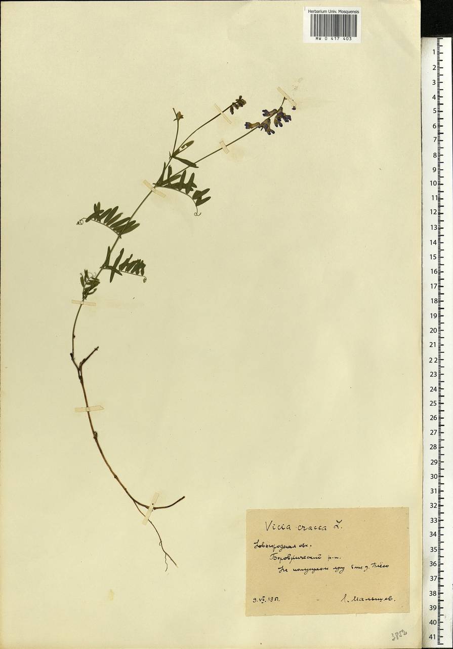 Vicia cracca L., Eastern Europe, North-Western region (E2) (Russia)