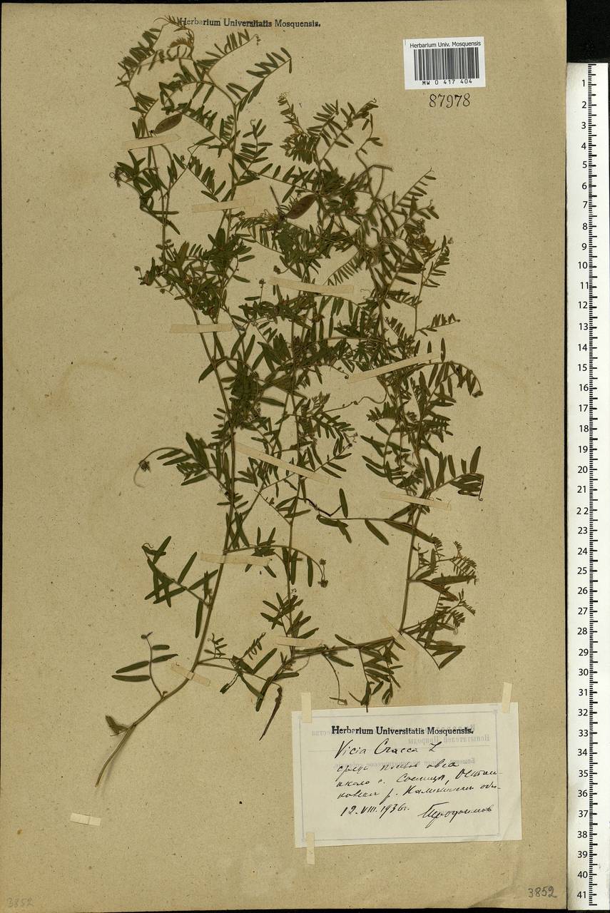 Vicia cracca L., Eastern Europe, North-Western region (E2) (Russia)