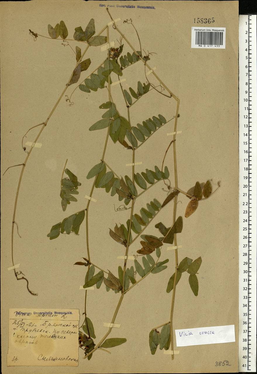 Vicia cracca L., Eastern Europe, Western region (E3) (Russia)