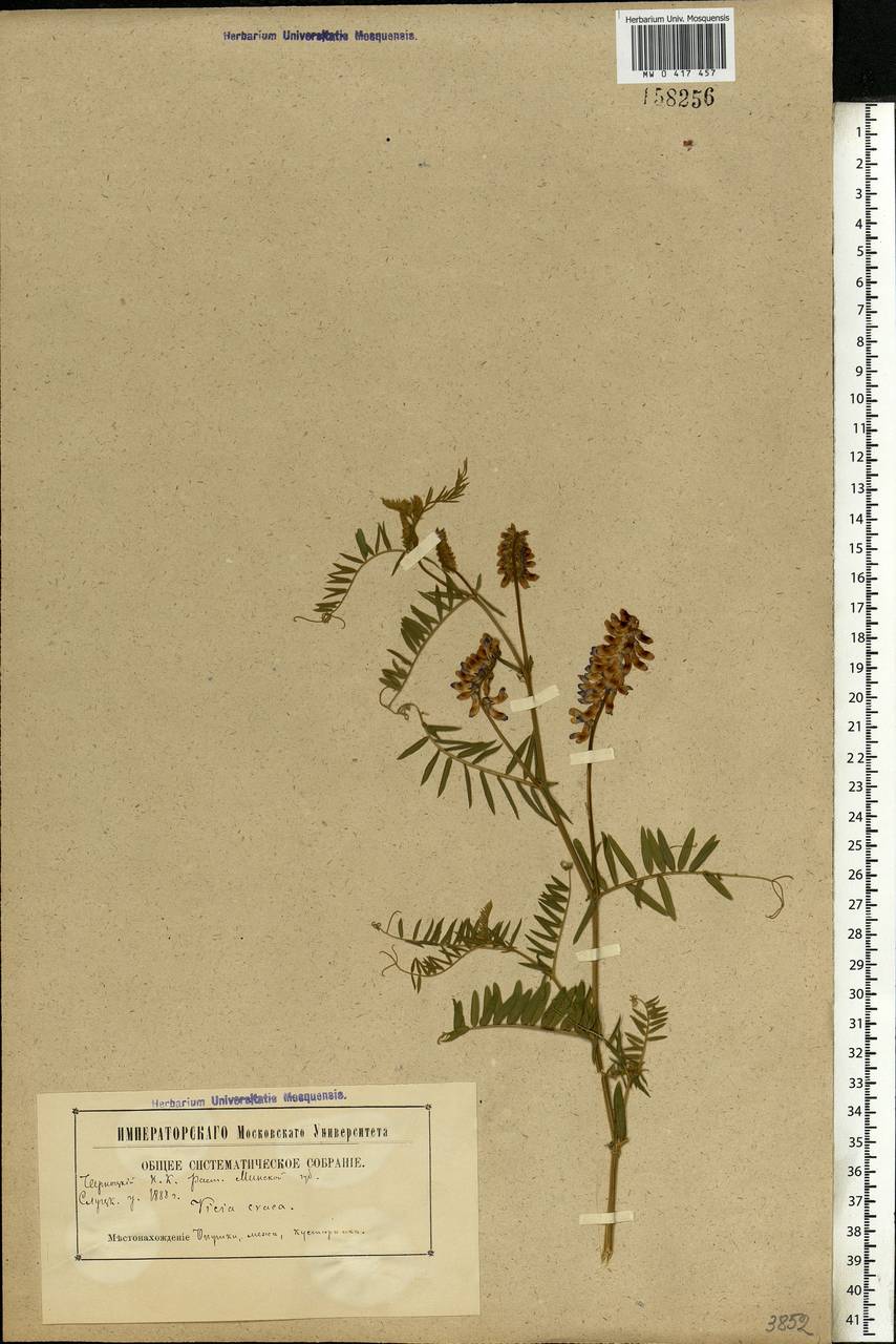 Vicia cracca L., Eastern Europe, Belarus (E3a) (Belarus)