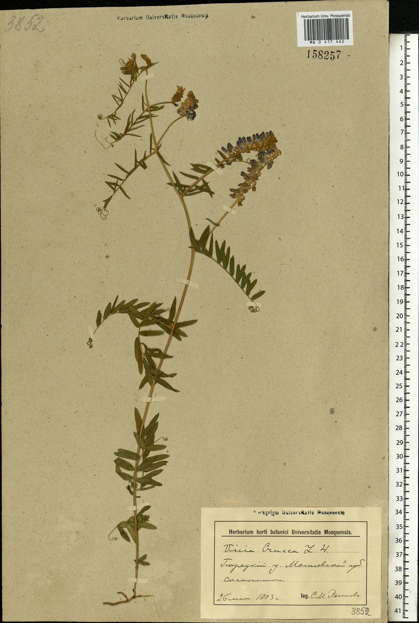 Vicia cracca L., Eastern Europe, Belarus (E3a) (Belarus)