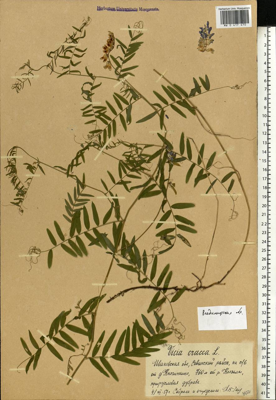 Vicia cracca L., Eastern Europe, Central region (E4) (Russia)