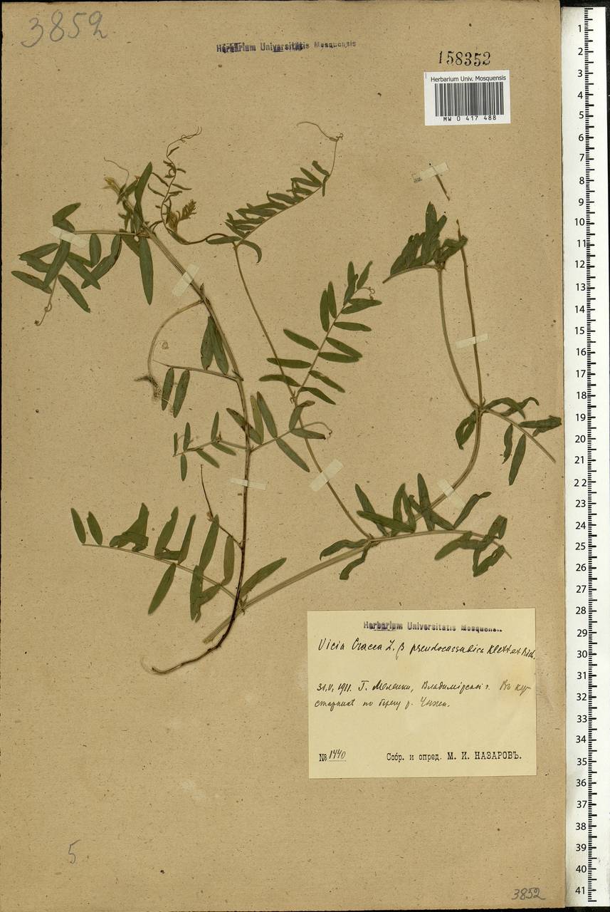 Vicia cracca L., Eastern Europe, Central region (E4) (Russia)